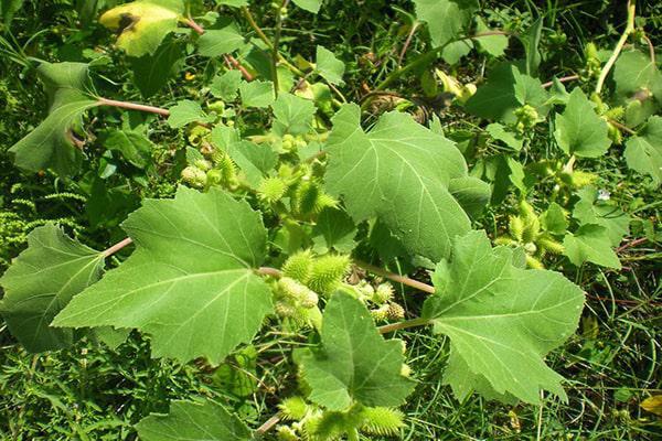 NHỮNG BÀI THUỐC ĐÔNG Y CÓ CÔNG DỤNG LÀM ĐẸP CHO DA