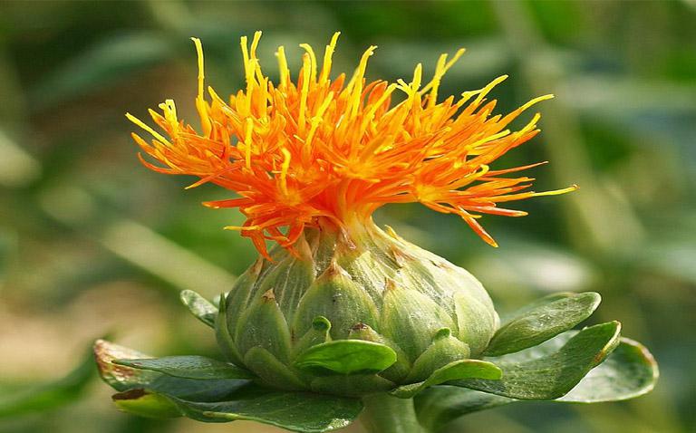 DÙNG HỒNG HOA CÓ GÂY CHẢY MÁU KHÔNG CẦM ĐƯỢC?